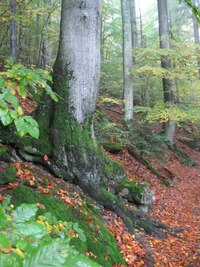 kde nejhlubší je les (J.V.Sládek)
