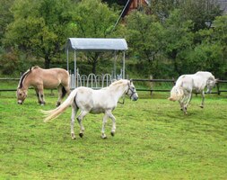 Koně tu byli příjemnější než místní správce (Knecht)