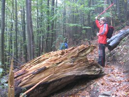 Vazmóžno razgromiť dub chujom? (dotaz na radio Jerevan)