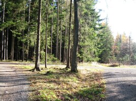 a pak už po lesních stezkách