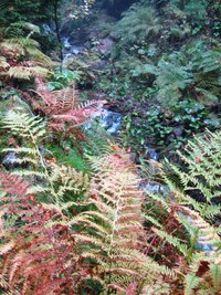 místní přírodní rezervace