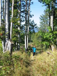 Obklopovaly nás bukové lesy s takovýmito velikány