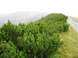 Jdeme z horského hotelu pod Královou studňou