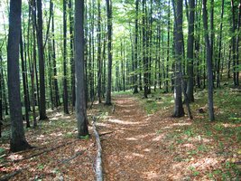 Ráno sestupujeme prosluněnou bučinou