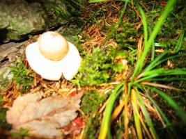 a kolem podivuhodných rostlin