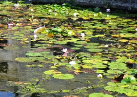 Poslední pohled na lekníny v jezírku