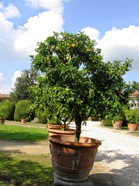 Citrusům už začínají být květináče malé