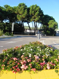 Slunce ještě svítilo a květy kvetly,