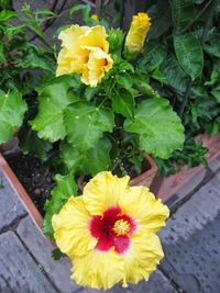 hýří barvami pozdního léta