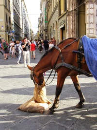 před níž se popásají kočároví koně