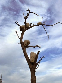 se stromem Kameňákem