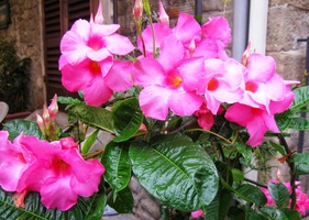 kde květiny na záhonech i za okny