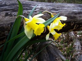 Narazili jsme tu na květy jara,