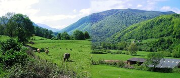 a plná pasoucího se dobytka