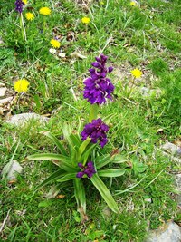 které lemovaly cestu z údolí do hor