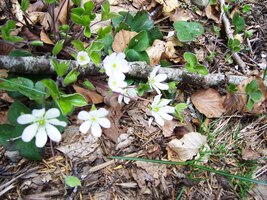 a zpříjemňovaly nám lopotný výstup