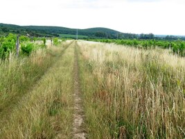 Jdeme pěšinou mezi vinicemi