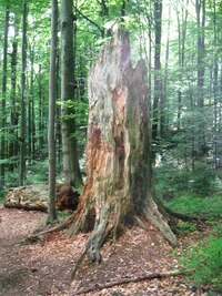 a sestupujeme pralesem dolů