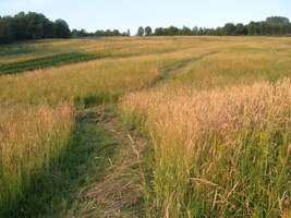 zbarvilo louky do zlatova