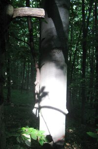 bych tu ve tmě asi bídně zahynul