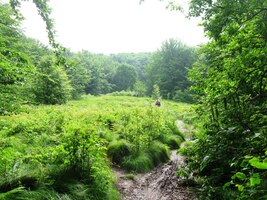 Cesty jsou ale blátivé a traviny mokré,