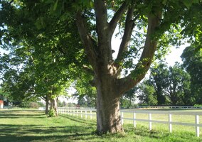 s několika platany,