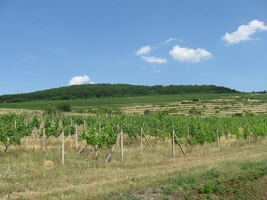 a místní vinice dnes nemají konce,