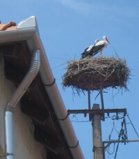 a přivítal párek čápů