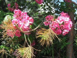 Je krásně, všechno kvete a stínu pramálo