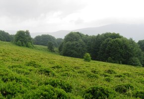 a výstup borůvčím je už milosrdnější