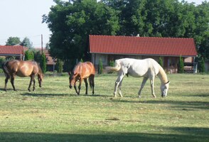 chovnou stanicí koní