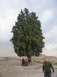 Loučíme se s Akropolí u staleté olivy