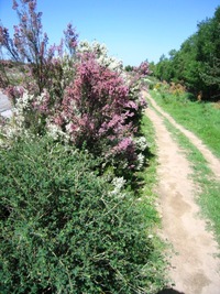 Po ránu se dobře dýchá