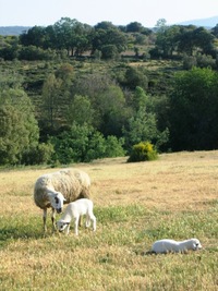 a pastvin s ovcemi a kozami