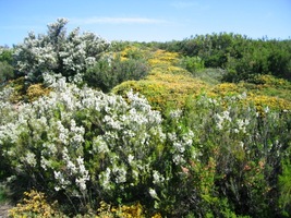 a cesta uprostřed květů je příjemná