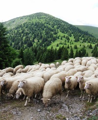 S horami v pozadí to ovečkám moc skluší