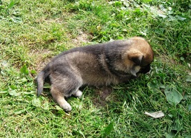 a hlídá své čtyřtýdenní dítě