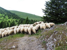 k setkání s tímto stádečkem