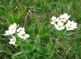 dominují obrovské sasanky alpské