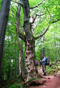a namáhavý výstup lesem
