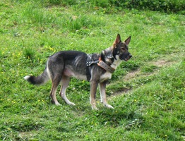 Tato krasavice nás bedlivě sleduje