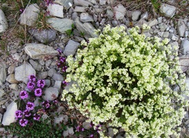 Zdejšímu horskému "zahradnictví