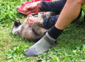 Je to mazel k pohledání