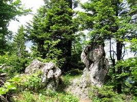 krátkým strmým stoupáním lesem