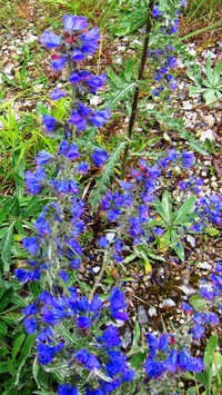 Příroda se probouzí