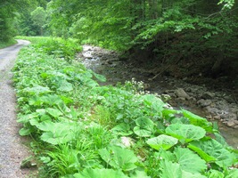 "Lopuchovou cestou" kolem potoka