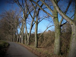 Chodíme sem v předjaří,