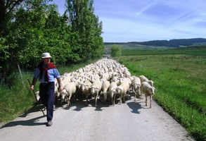 a s tímto ovčákem a jeho stádem až do samého cíle