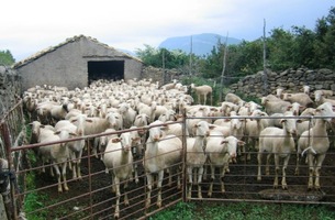 Cesta vede kolem salaší