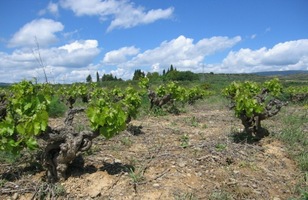 však jsou také místní vína věhlasná